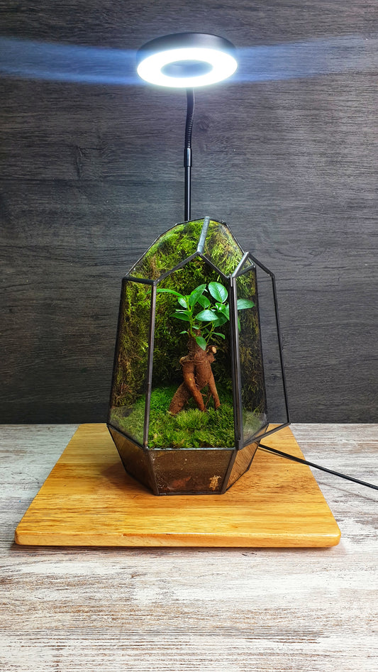 Forest Terrarium