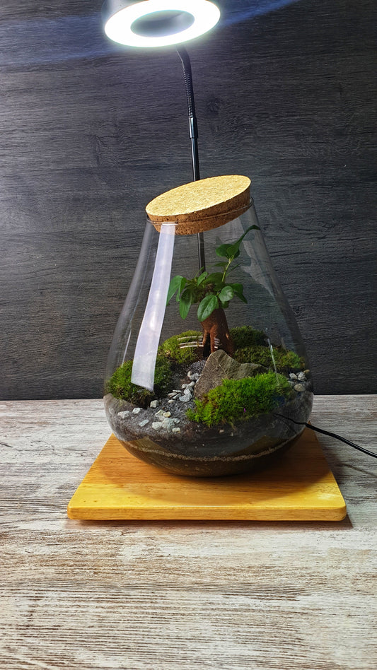 Crea tu jardín eterno - jarrón