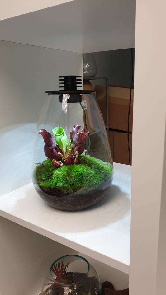Biosphere Carnivorous LED Terrarium