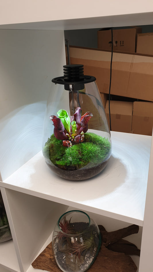 Biosphere Carnivorous LED Terrarium
