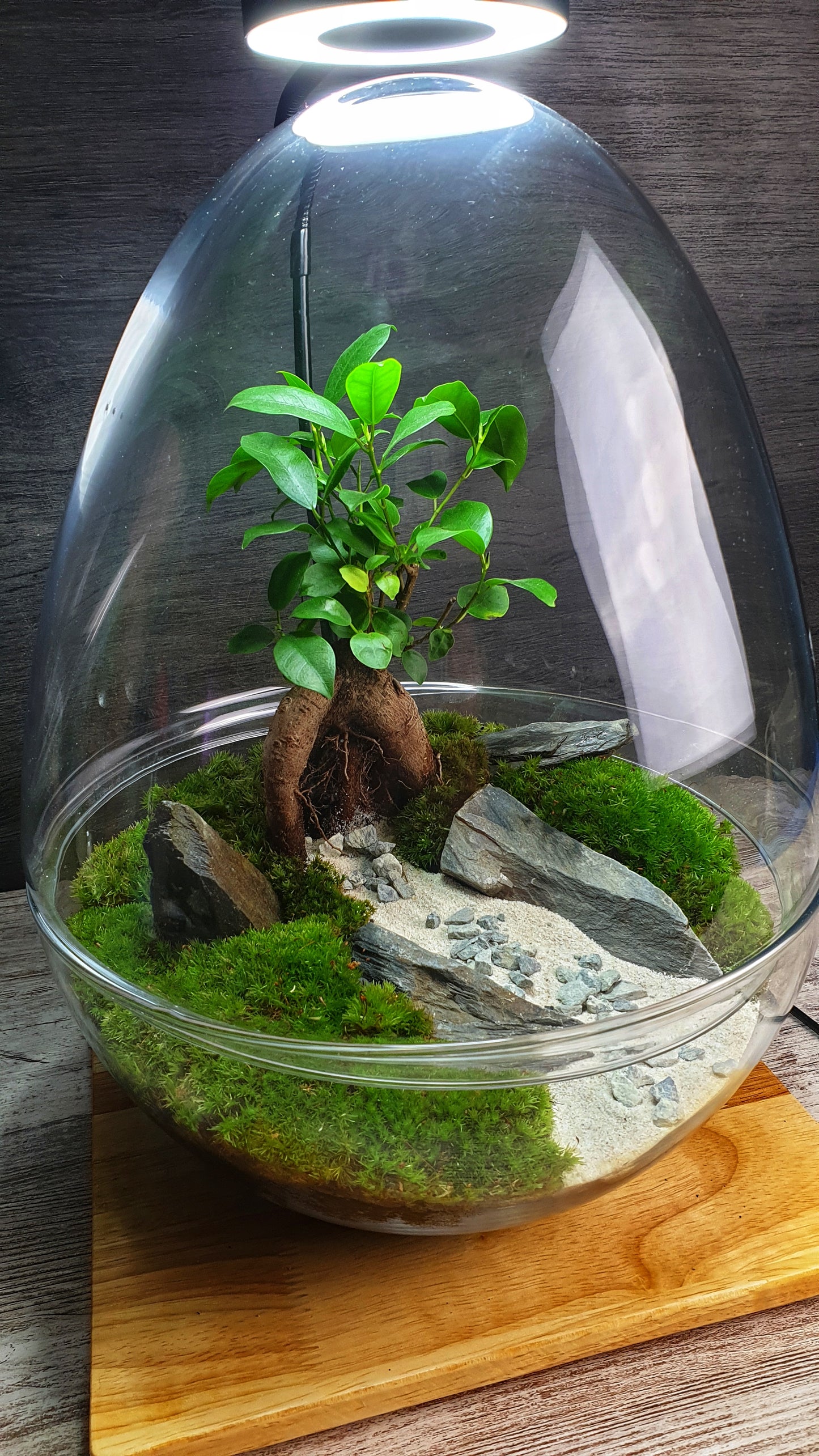 Manwë Terrarium