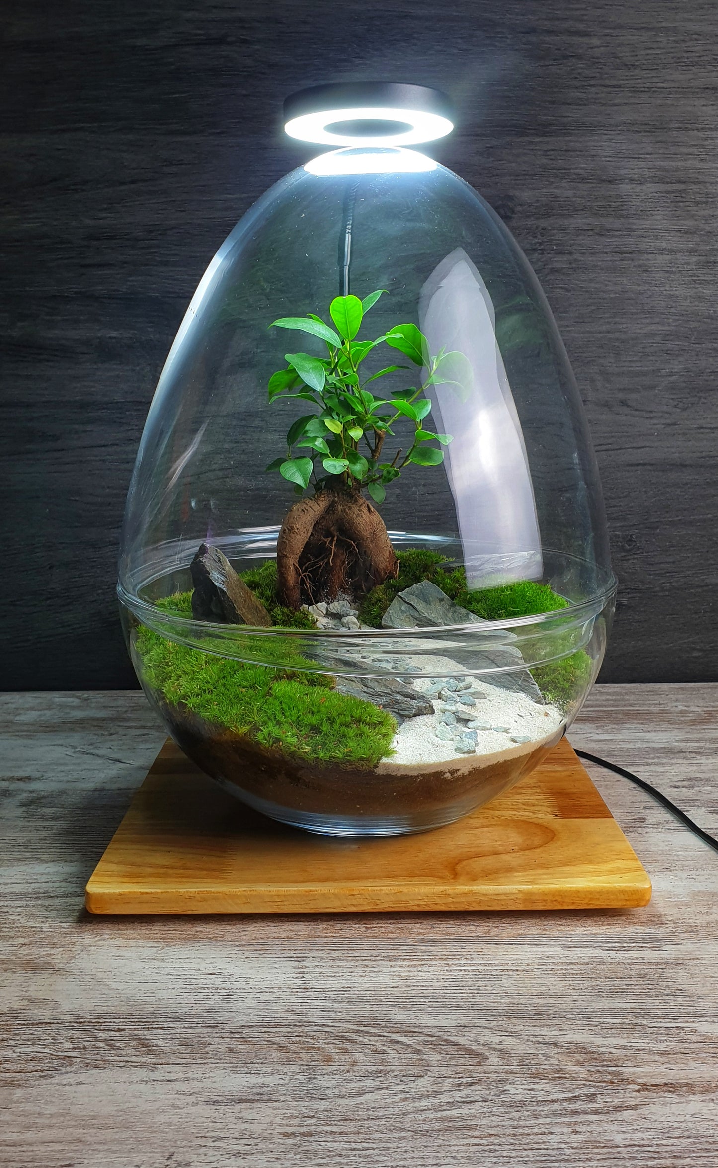 Manwë Terrarium