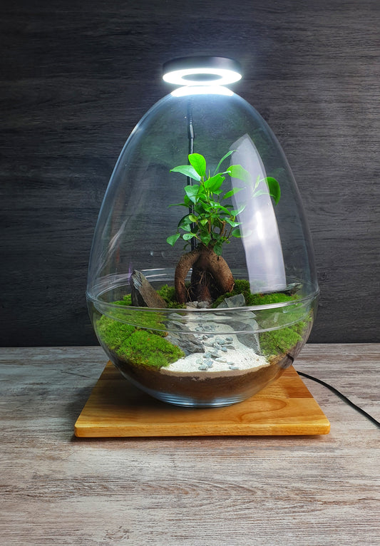 Manwë Terrarium