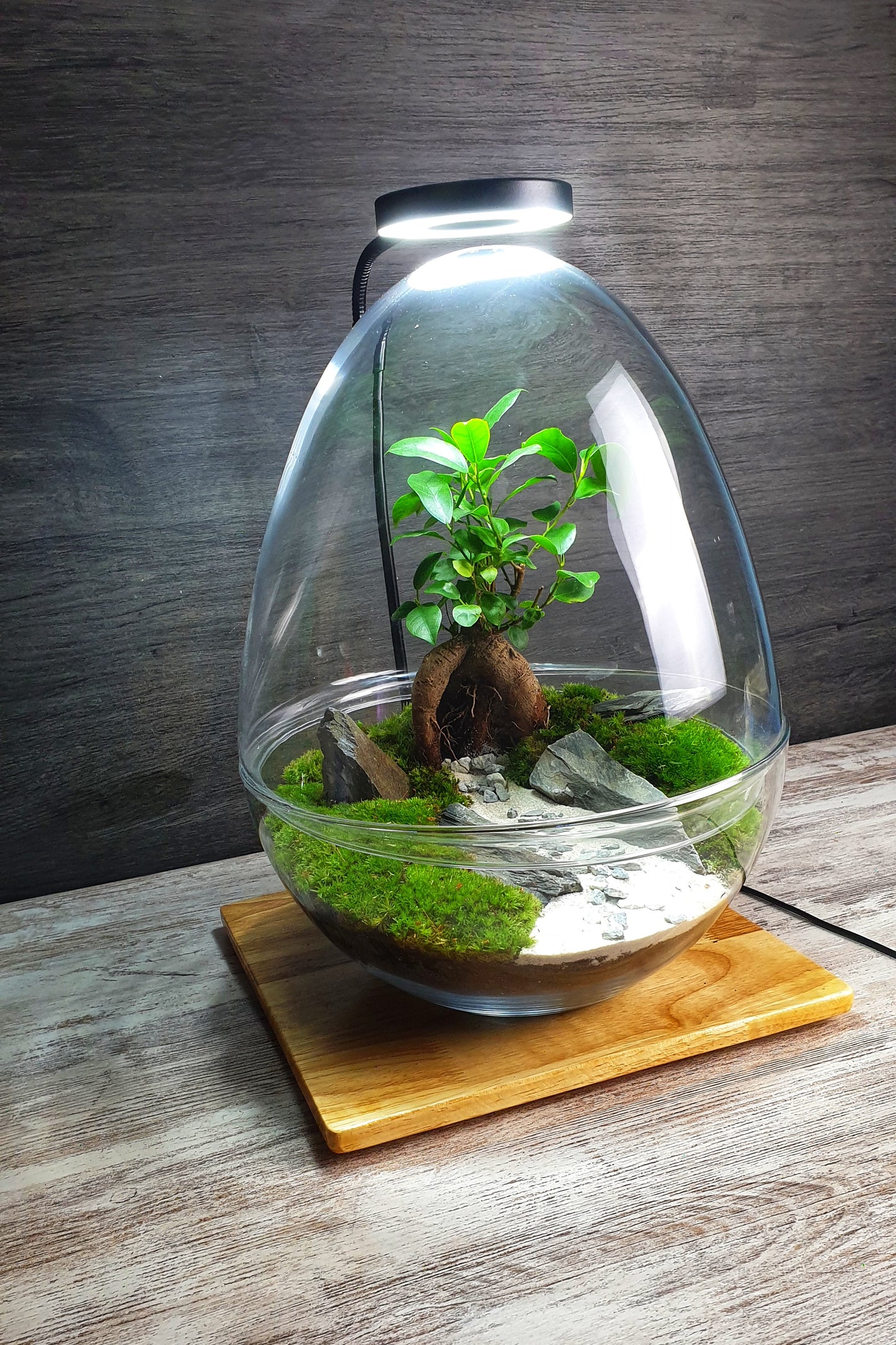 Manwë Terrarium