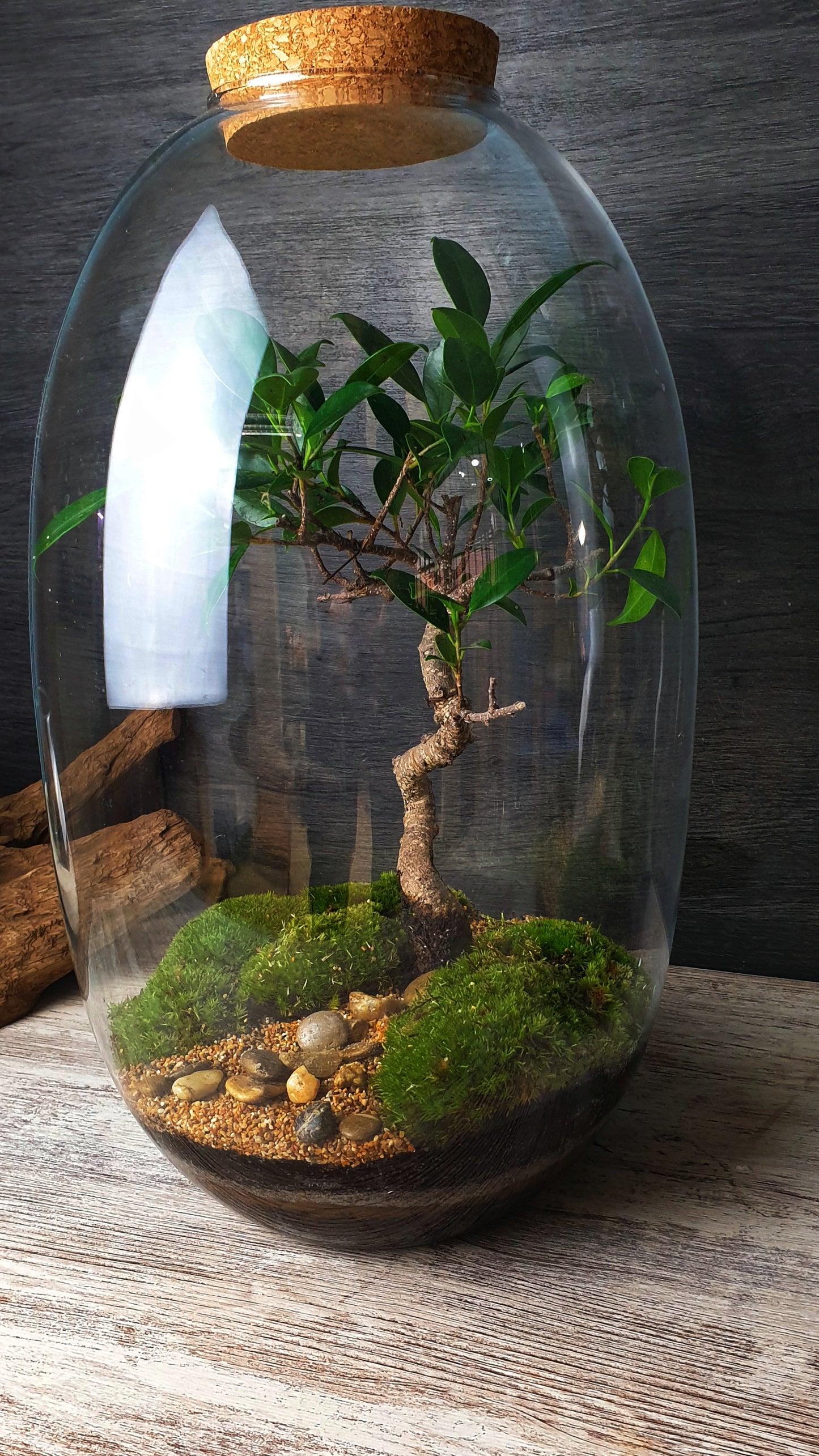 Kanope Terrarium