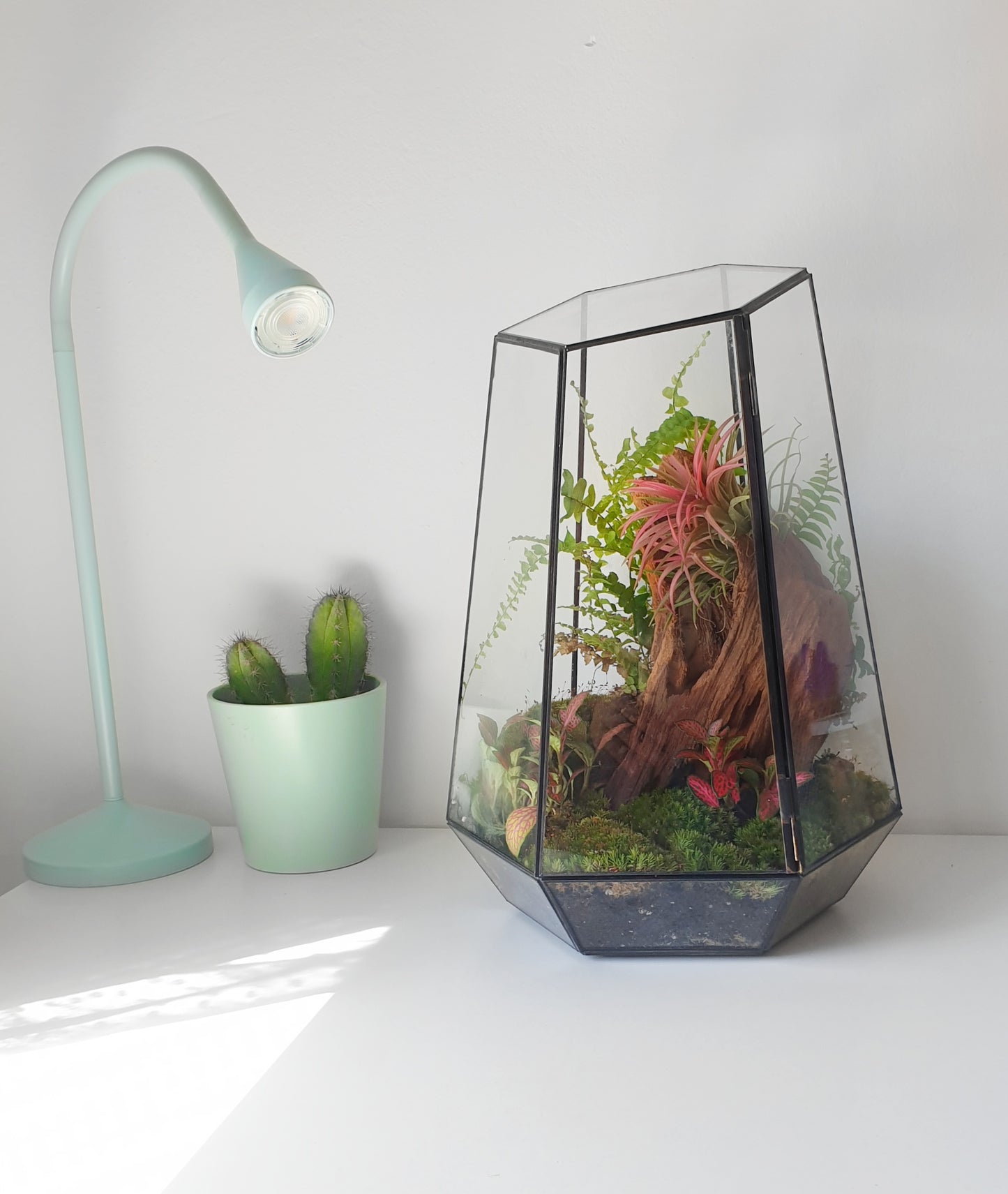 Freia Terrarium