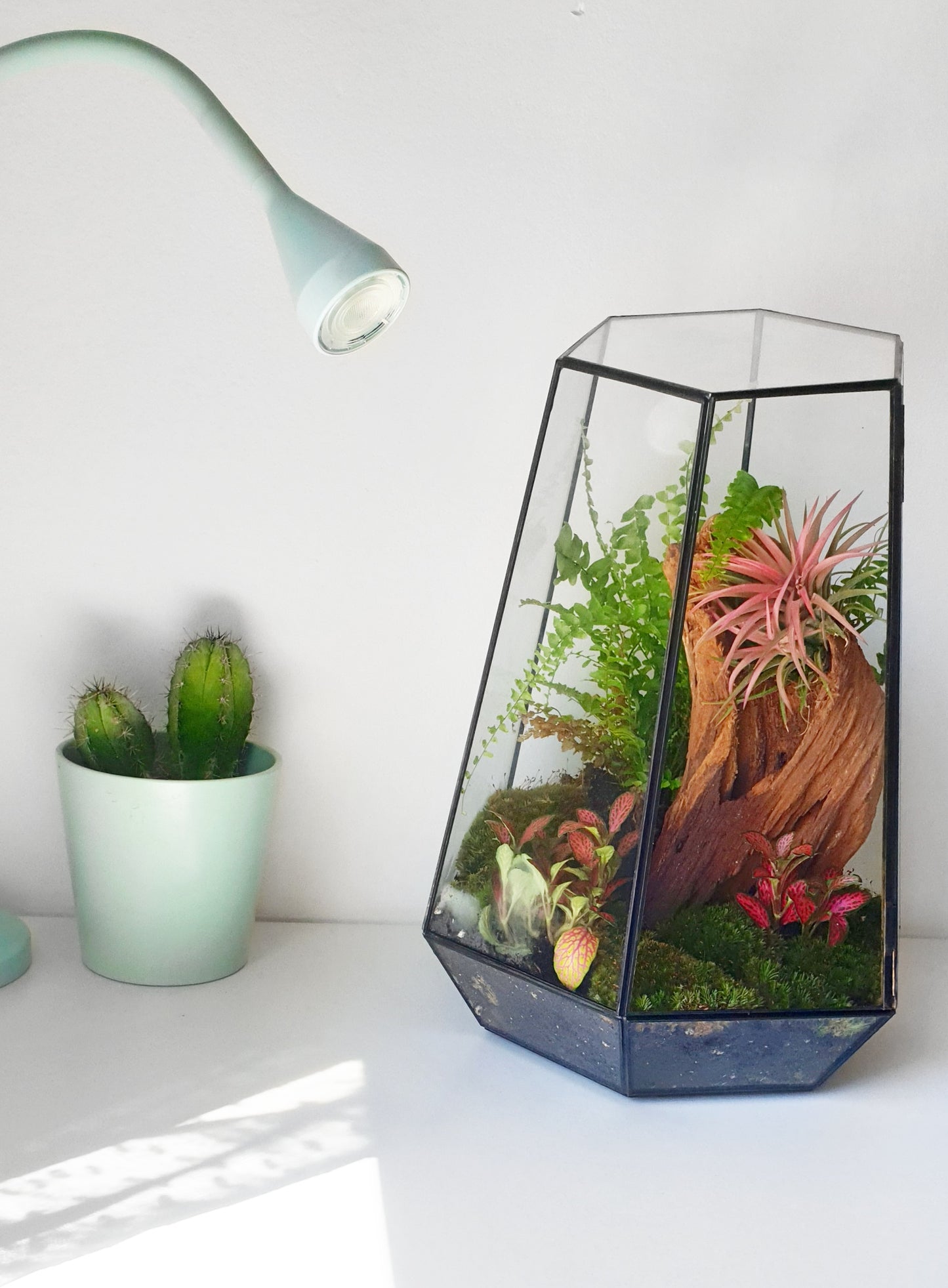Freia Terrarium
