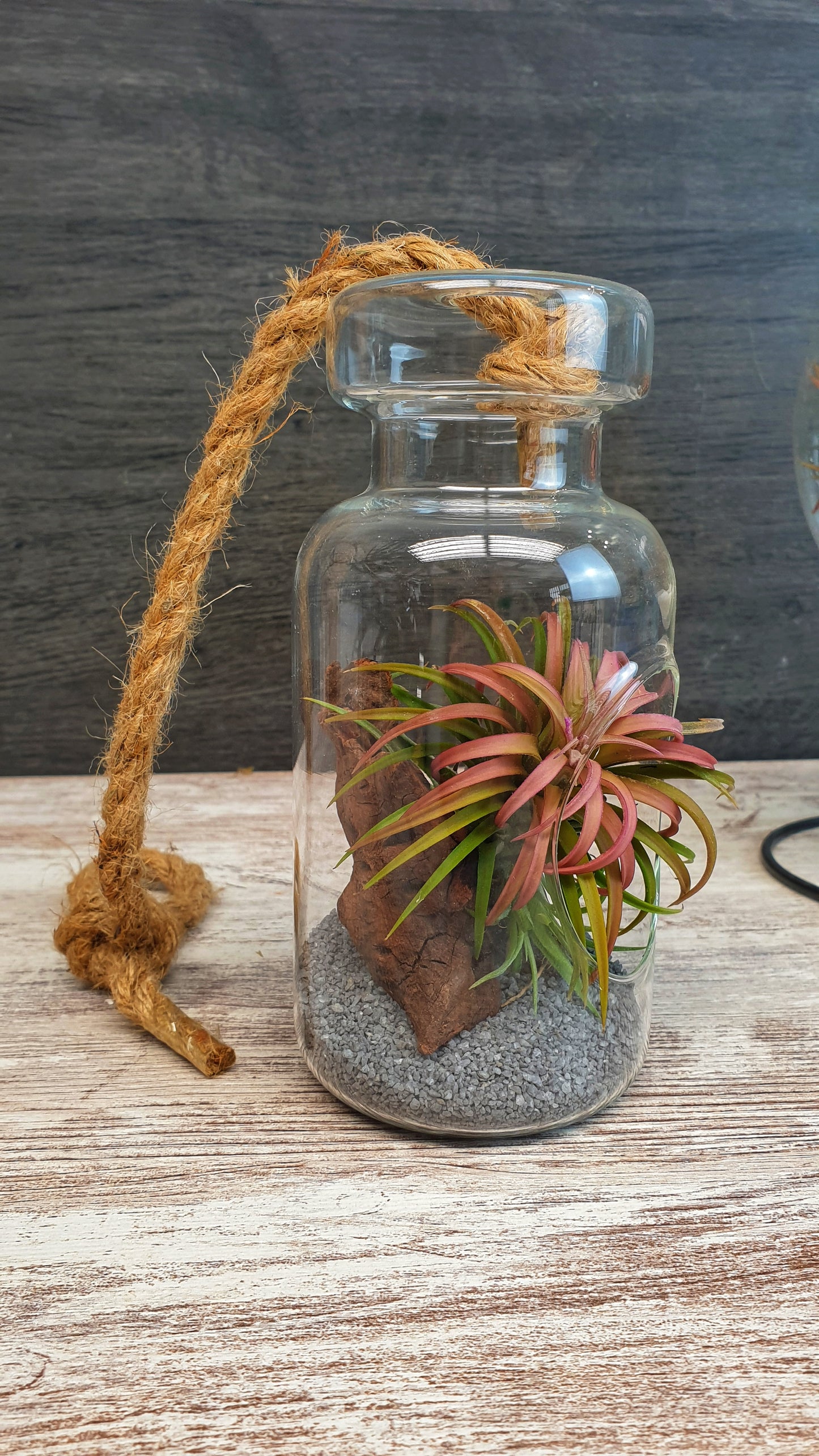 Bottle tillandsia