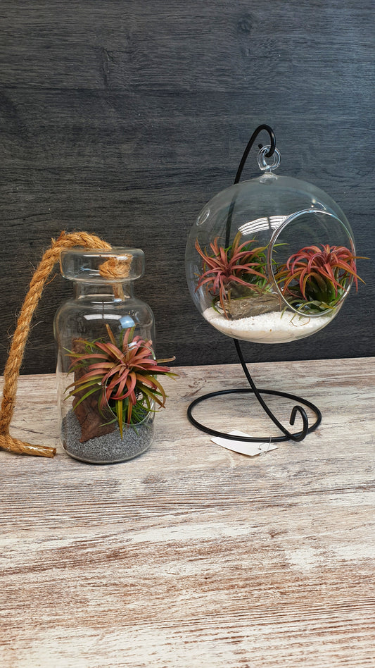 Bottle tillandsia