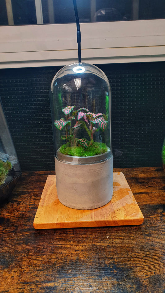 Aruna Terrarium