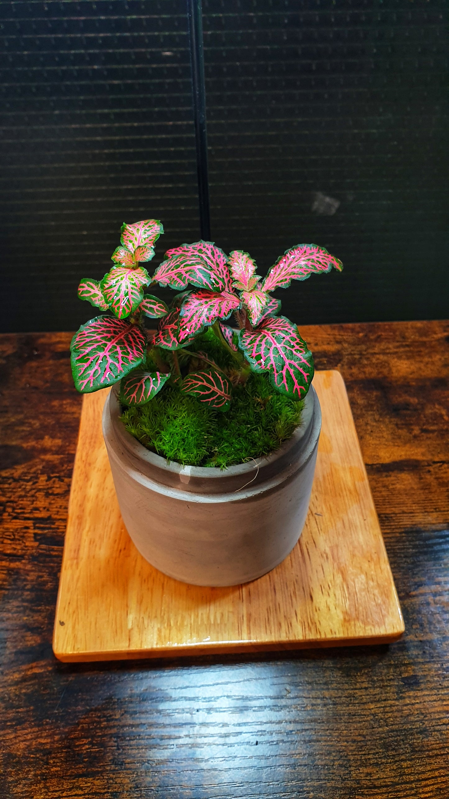 Aruna Terrarium
