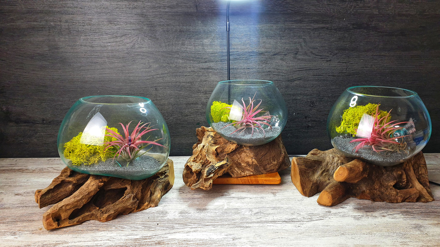Amazonia Air Terrarium