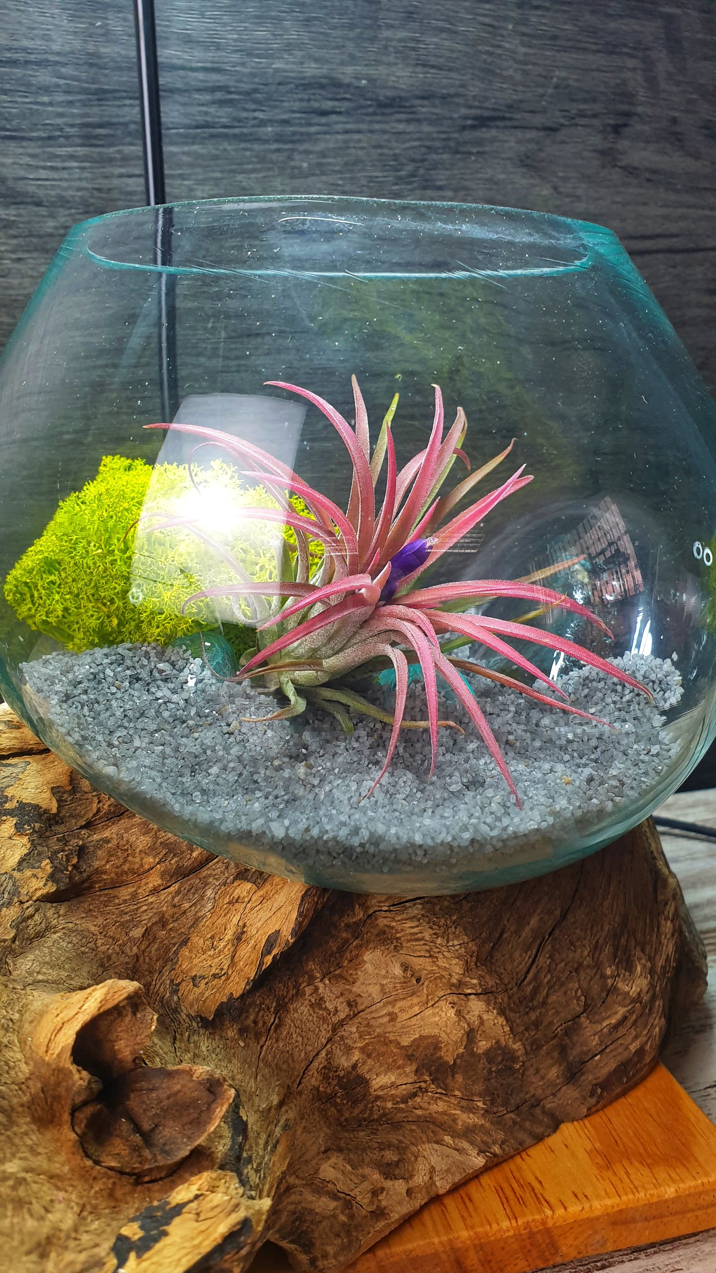 Amazonia Air Terrarium