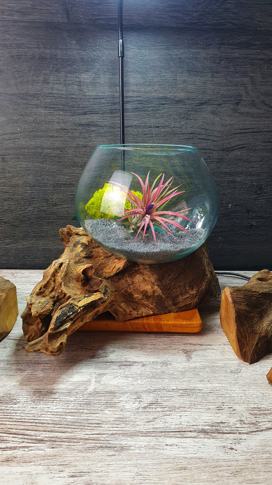 Amazonia Air Terrarium