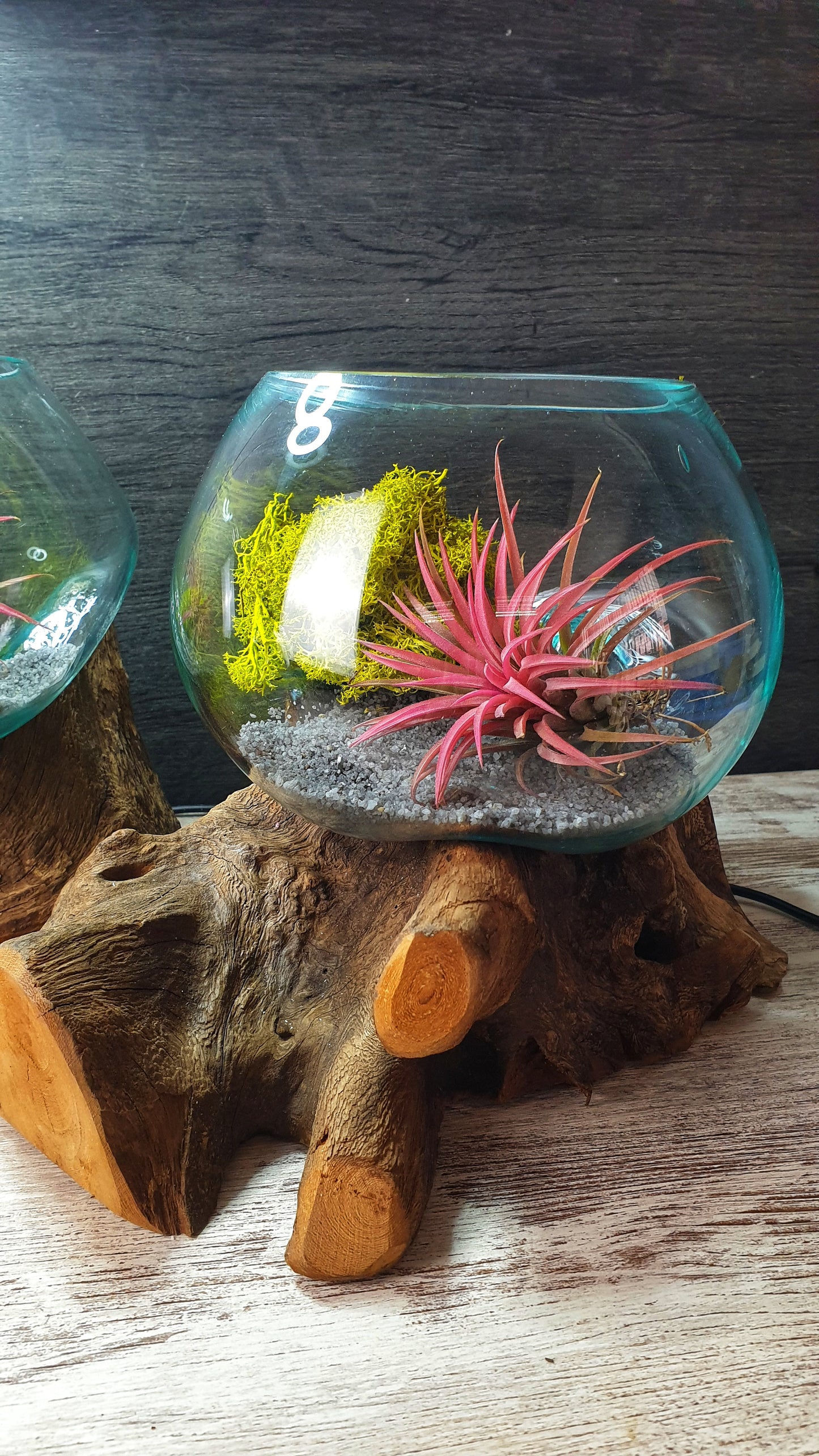 Amazonia Air Terrarium