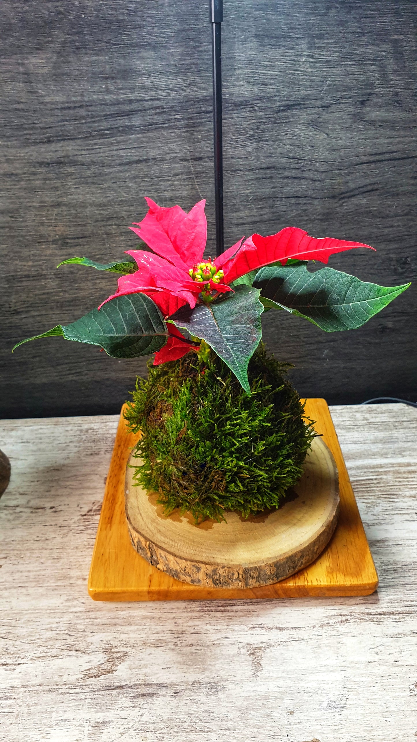 Poinsettia mini Kokedama