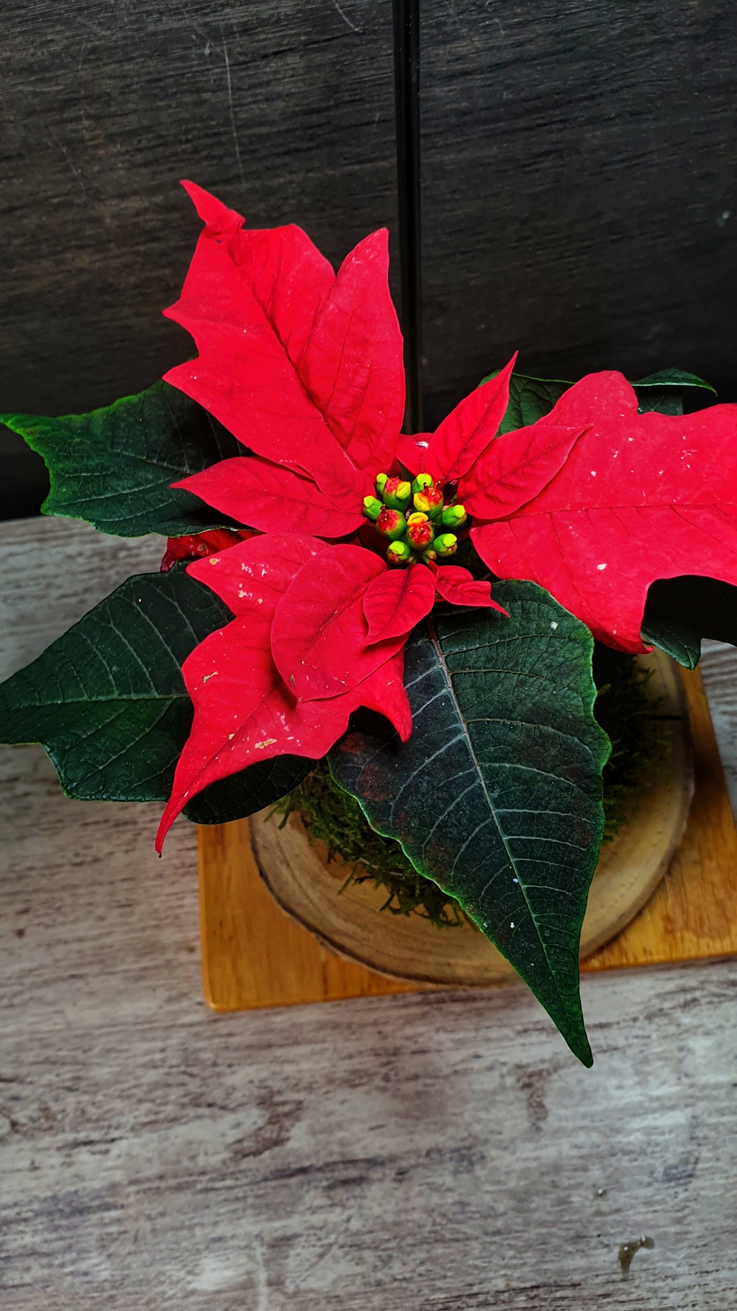 Poinsettia mini Kokedama