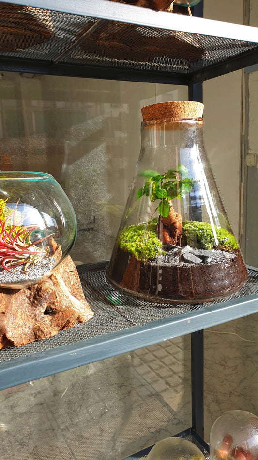 Kheops Terrarium