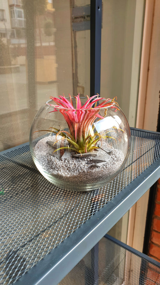 Sphere Tillandsia