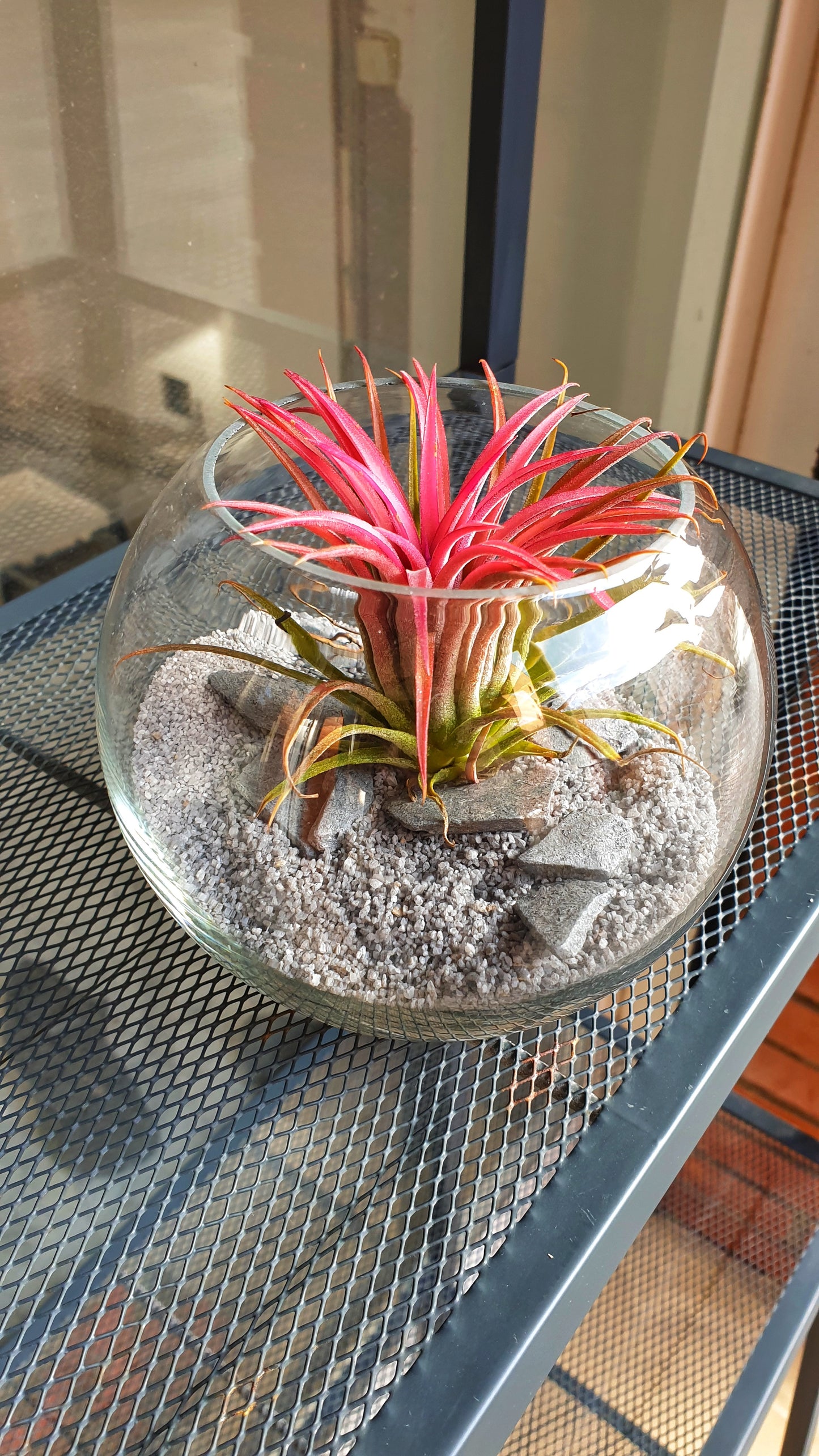 Sphere Tillandsia