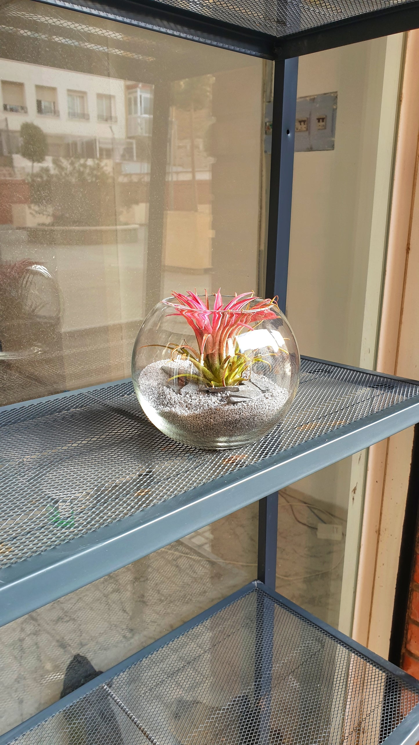 Sphere Tillandsia
