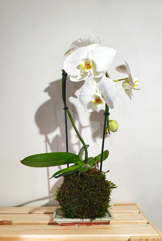 Kokedama Orchid