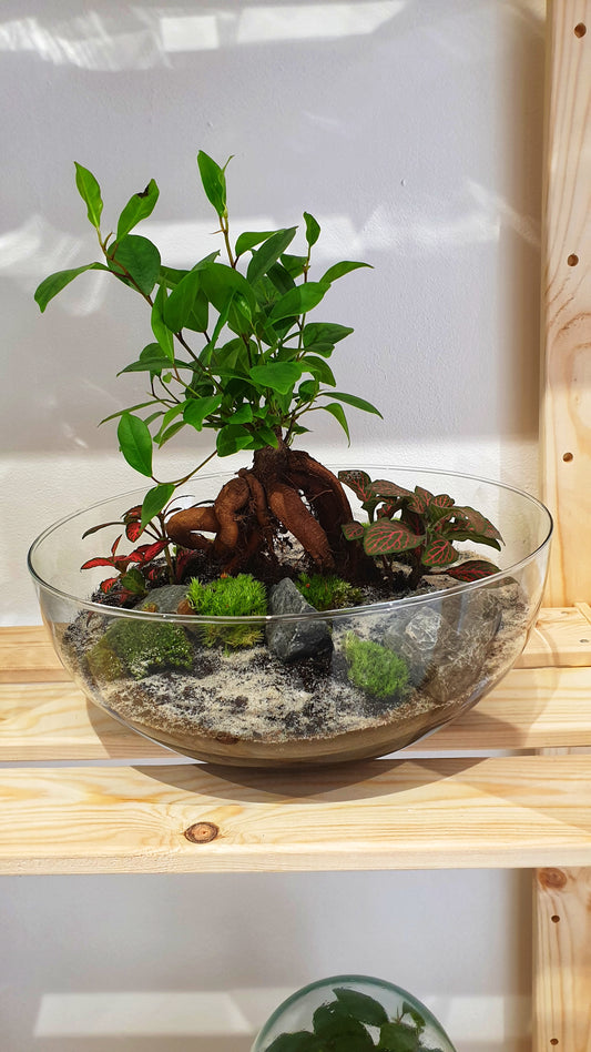 Horus Terrarium