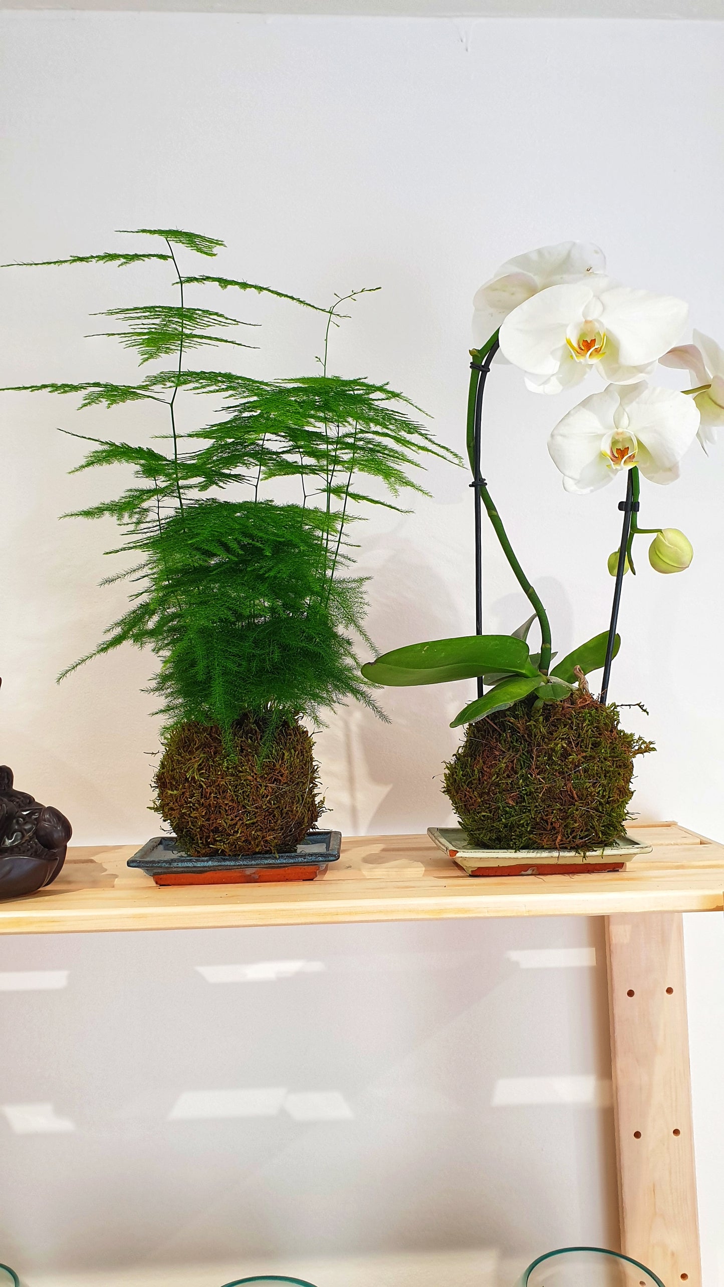 Kokedama Asparagus