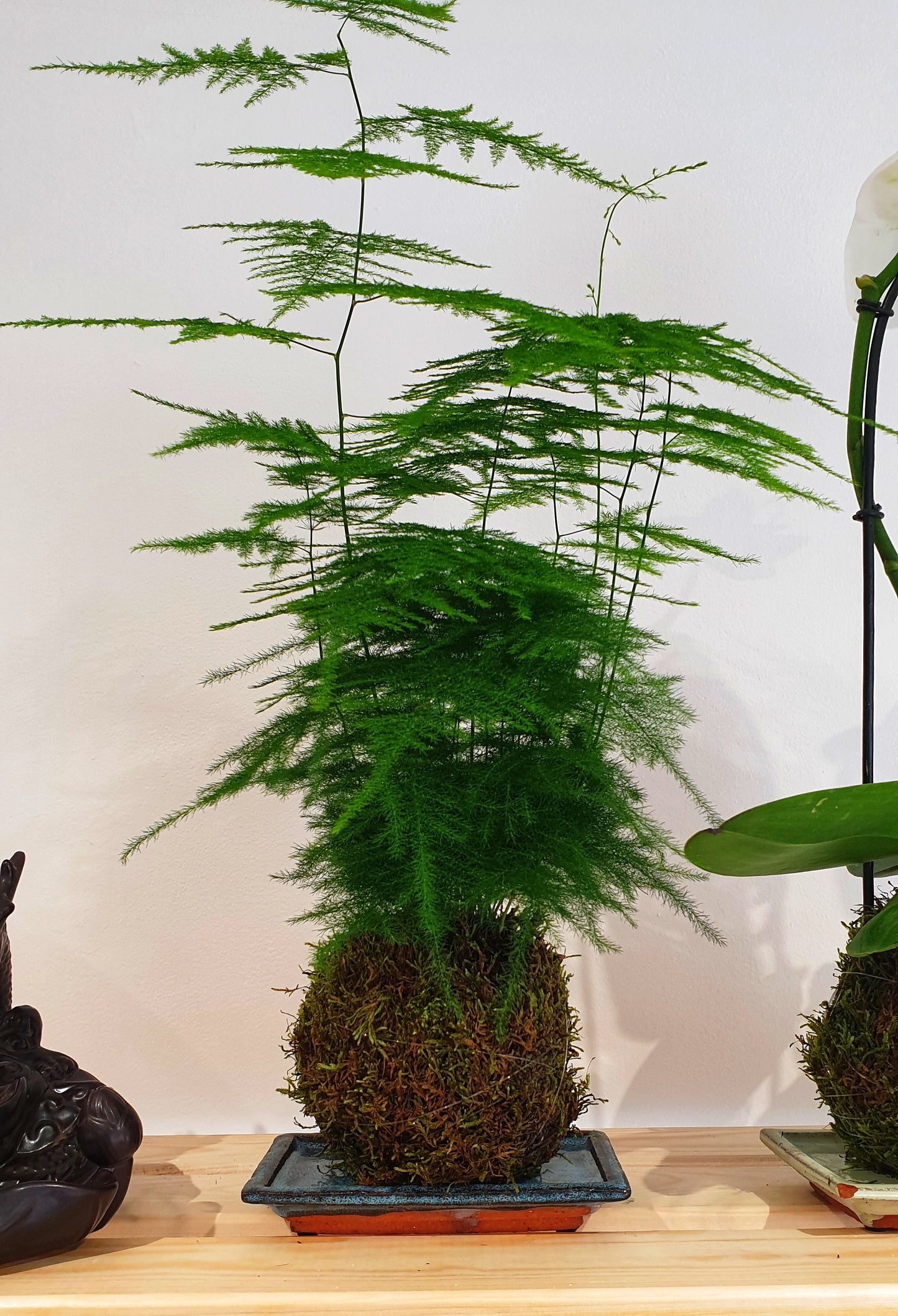 Kokedama Asparagus