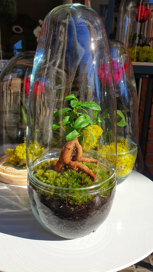 Green Terrarium