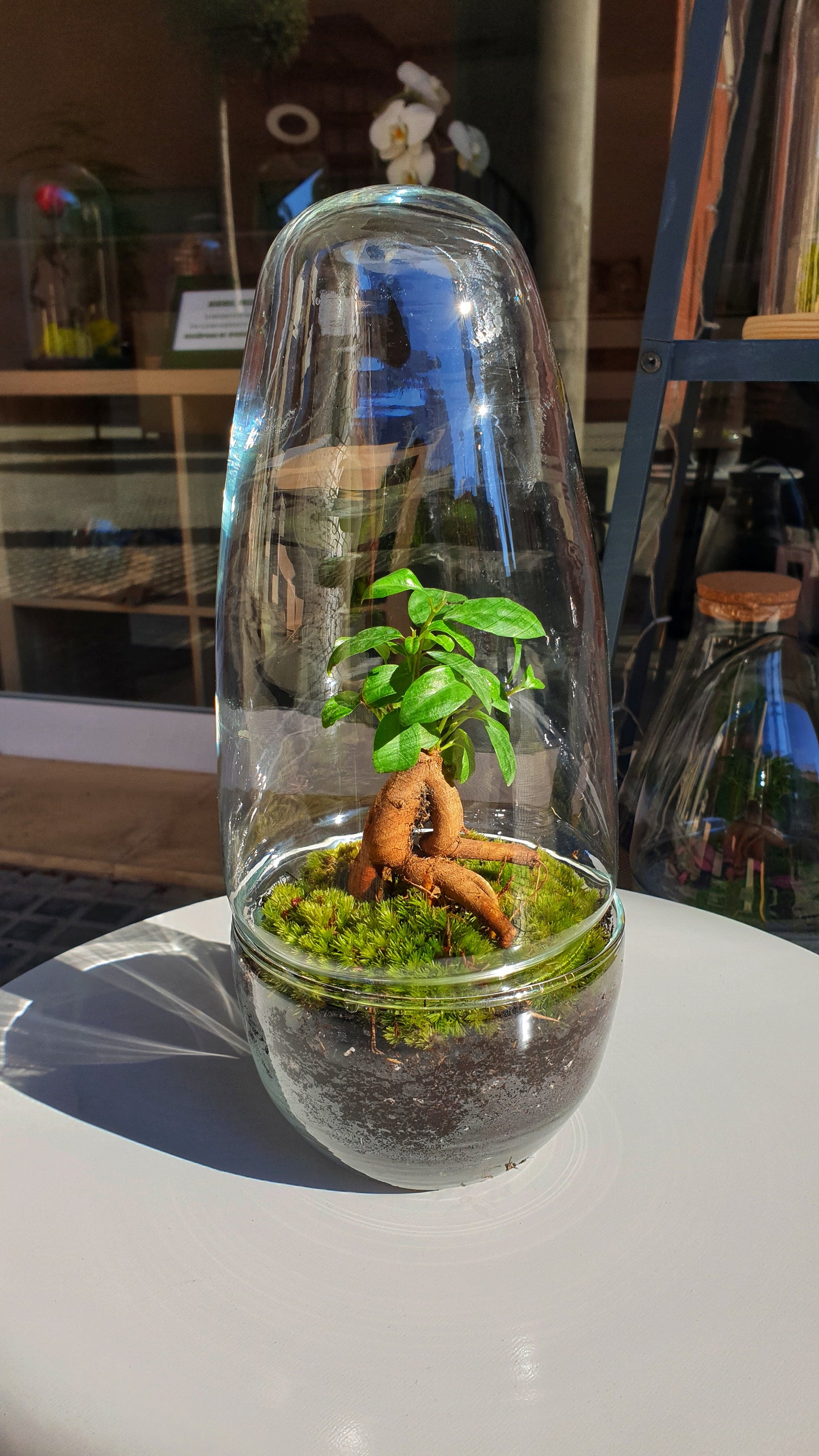 Green Terrarium