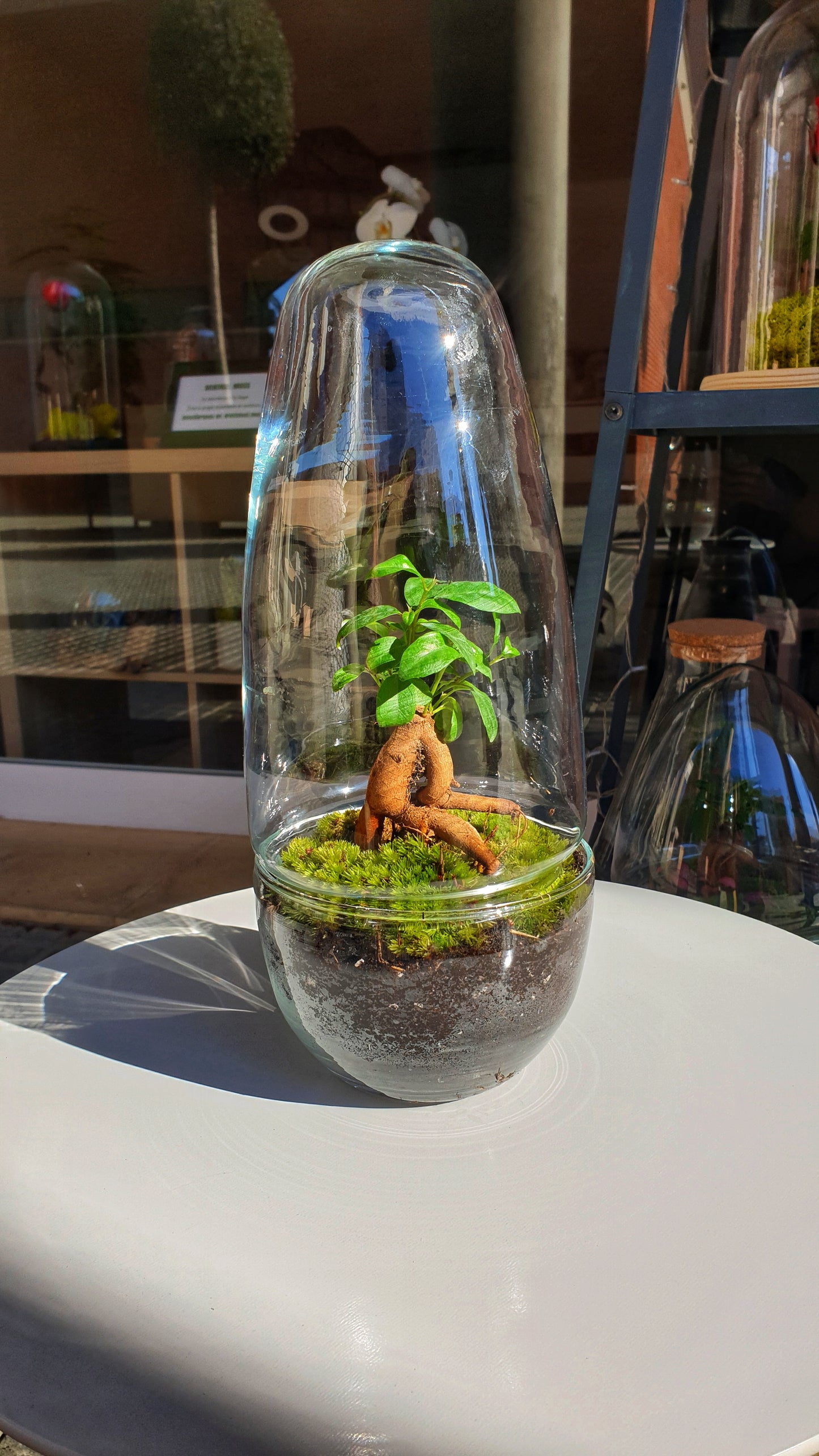 Green Terrarium