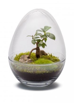 Crea tu jardín eterno - Cúpula