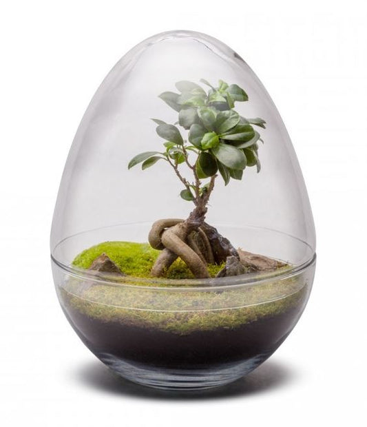 Crea tu jardín eterno - Cúpula