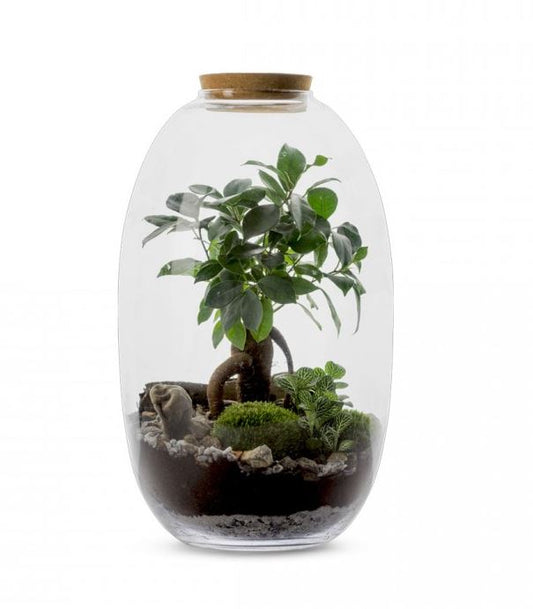 Kanope Terrarium