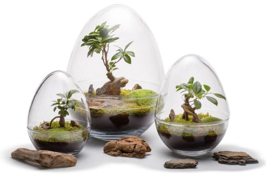 Manwë Terrarium - MinimalMoss