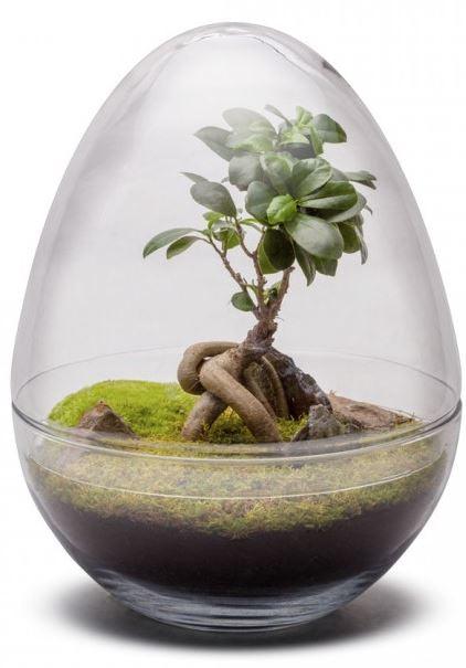 Manwë Terrarium - MinimalMoss