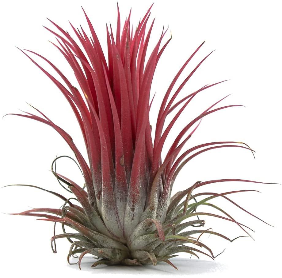 Tillandsia Roja - MinimalMoss