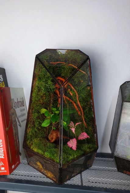 Crea tu jardín eterno - Terrario Geometrico 22/04/2023