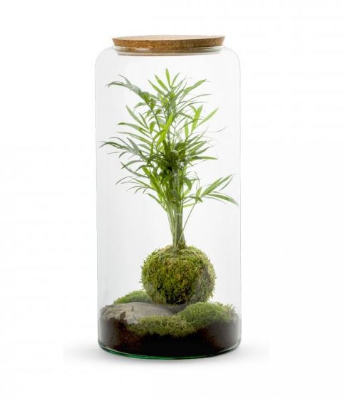 Chamae Terrarium