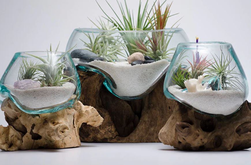 Amazonia Air Terrarium