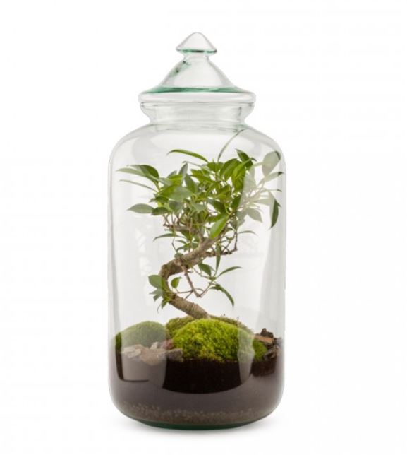 Gaia Terrarium
