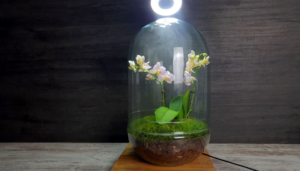 Dome Orchid XL