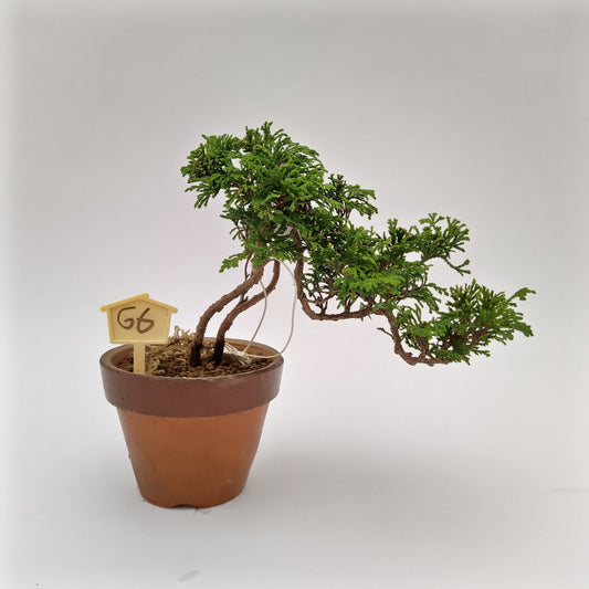 Chamaecyparis Bonsai - Bonsai CIPRÉS DE HINOKI