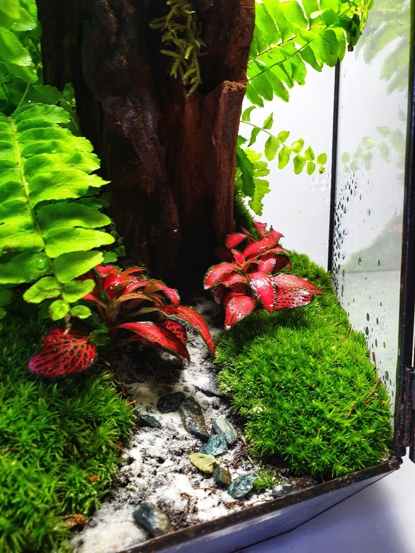 Freya Terrarium - MinimalMoss