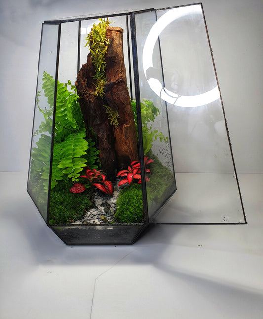 Freya Terrarium - MinimalMoss