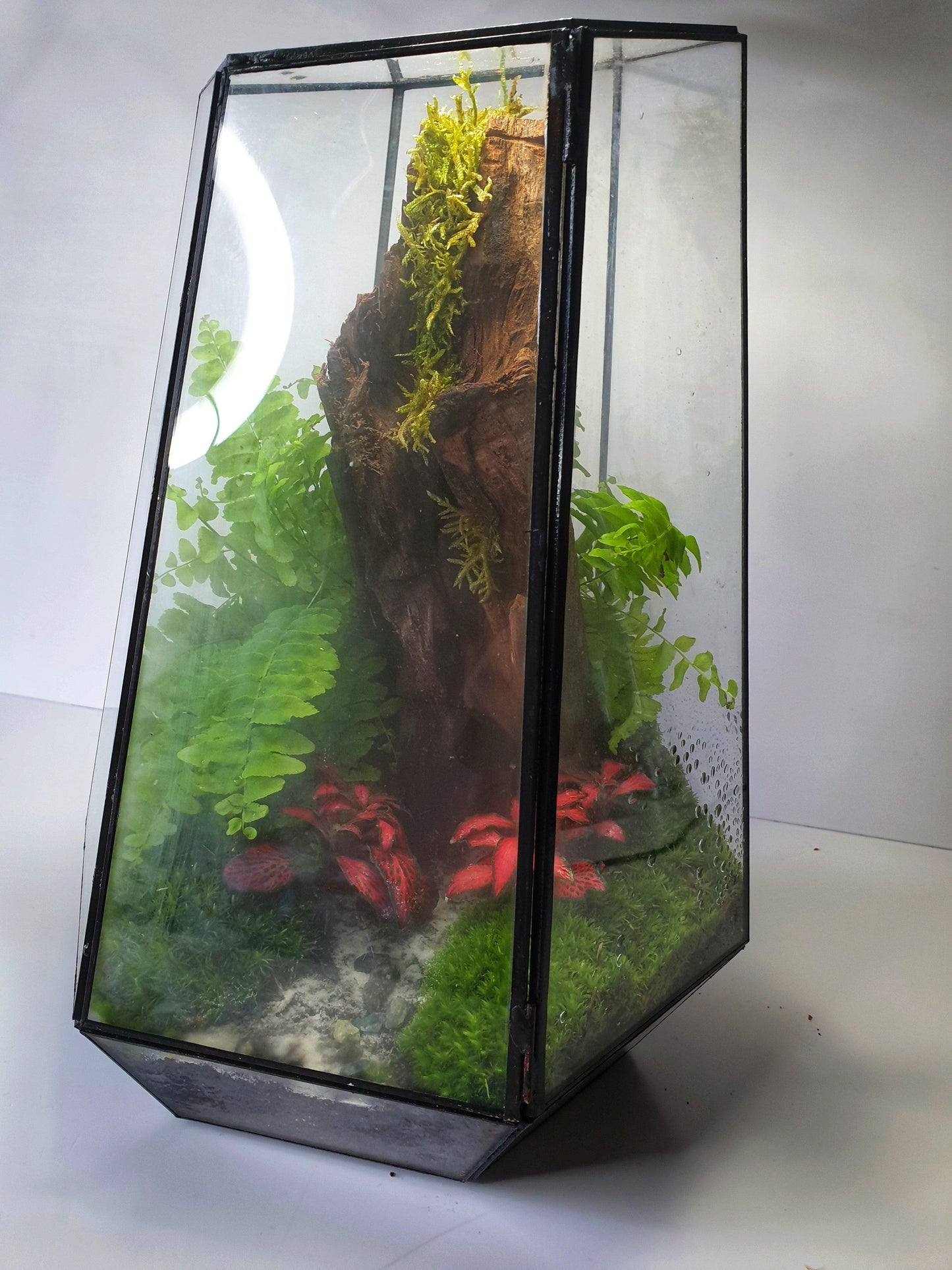 Freya Terrarium - MinimalMoss