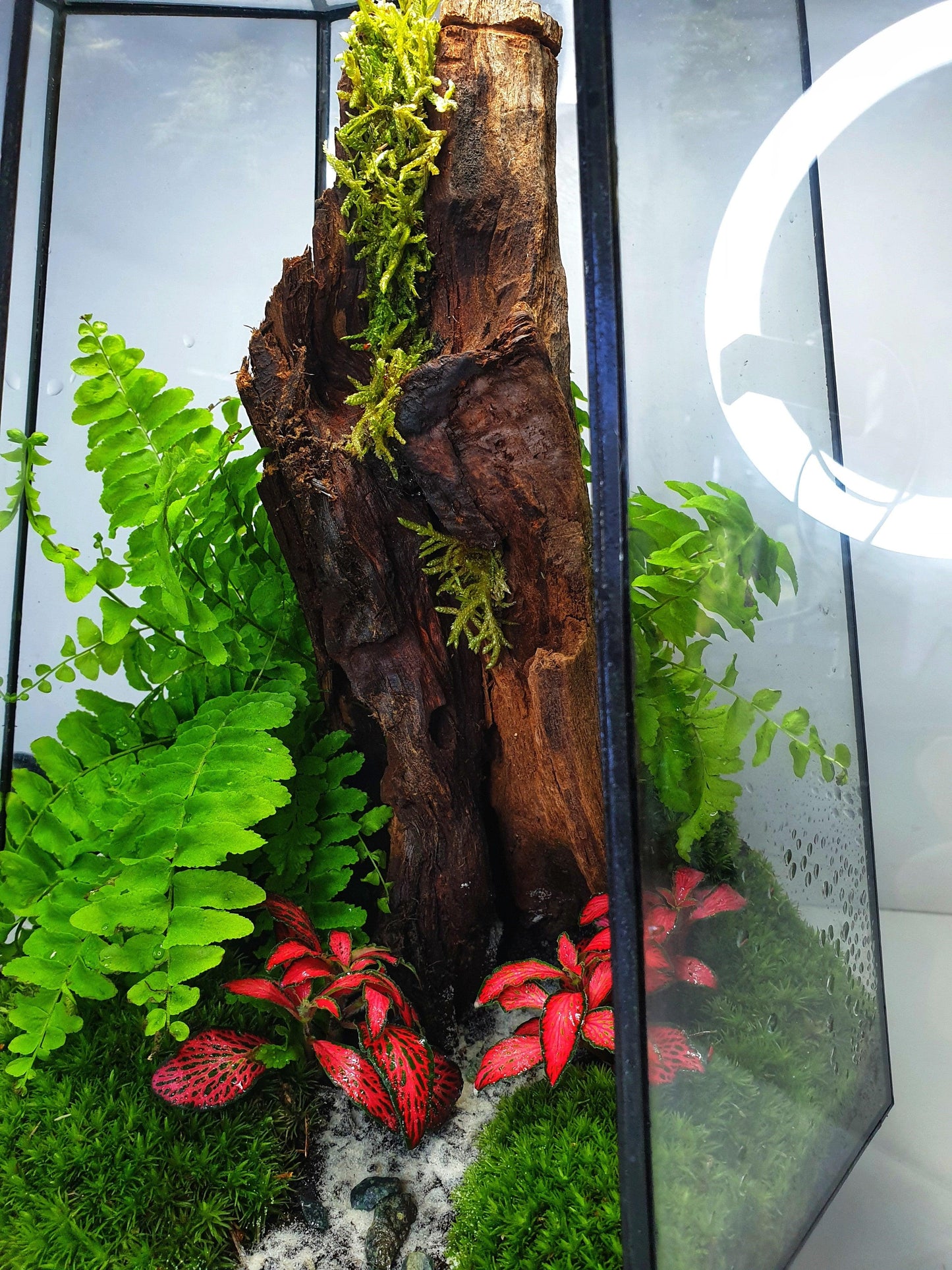 Freya Terrarium - MinimalMoss