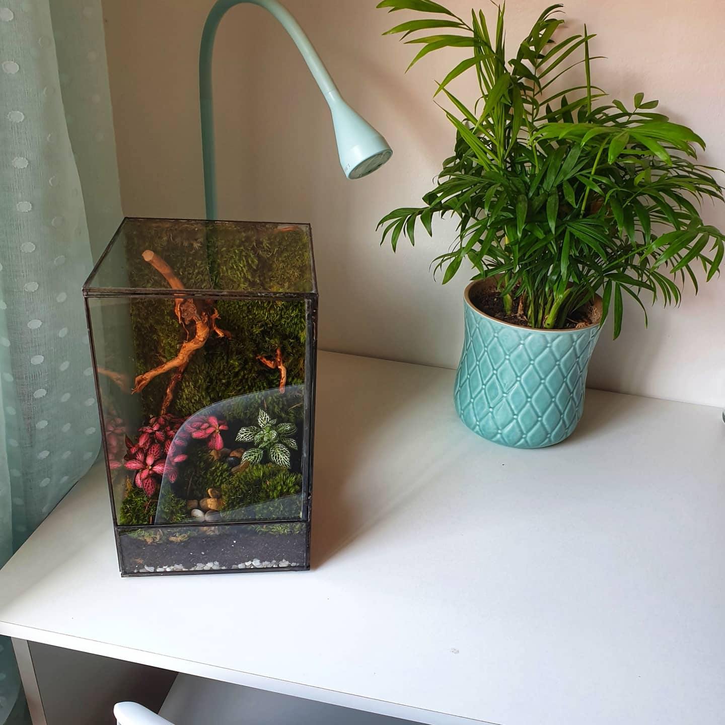 Hera Terrarium - MinimalMoss