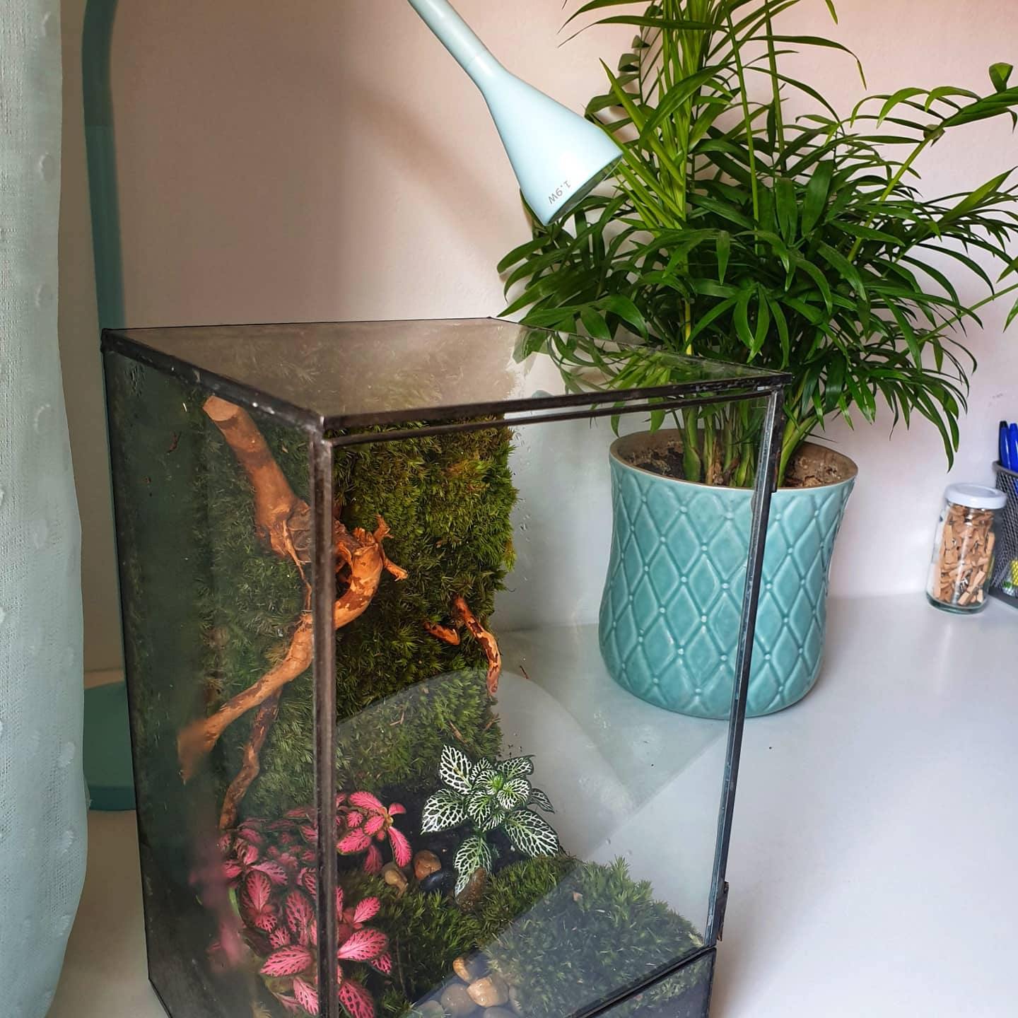 Hera Terrarium - MinimalMoss